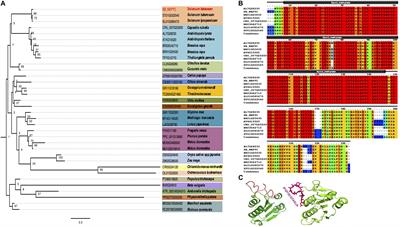 NEP-TC a rRNA Methyltransferase Involved on Somatic Embryogenesis of Tamarillo (Solanum betaceum Cav.)